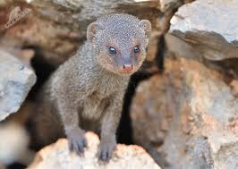 small indian mongoose