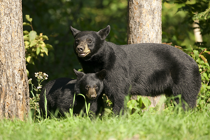 Jay Clark to discuss research on black bears in the Great Smoky